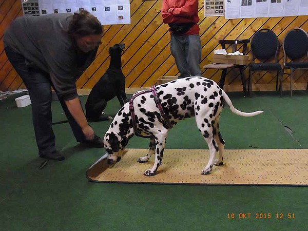 med_Teppichrolle - Fleckerl5 geschafft!.jpg (600 x 450)